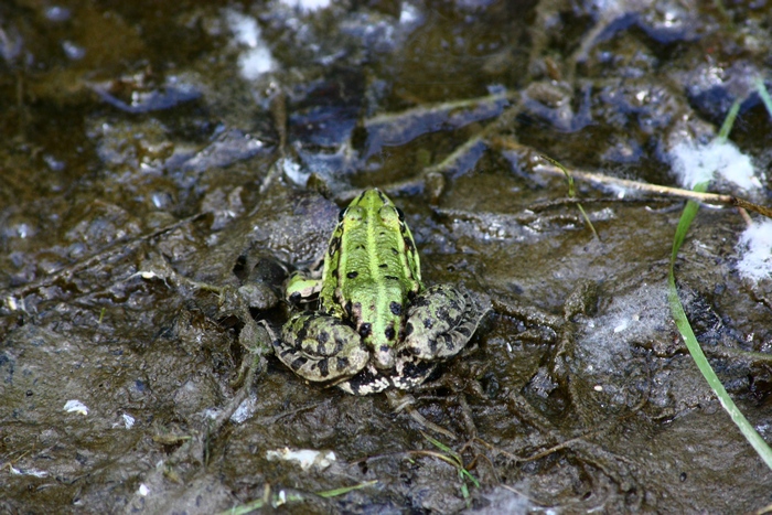 Rana 2 da ID? Pelophylax sp. (Lombardia)